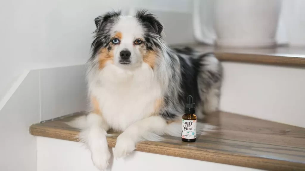 Cbd Oil For Dogs Canada
