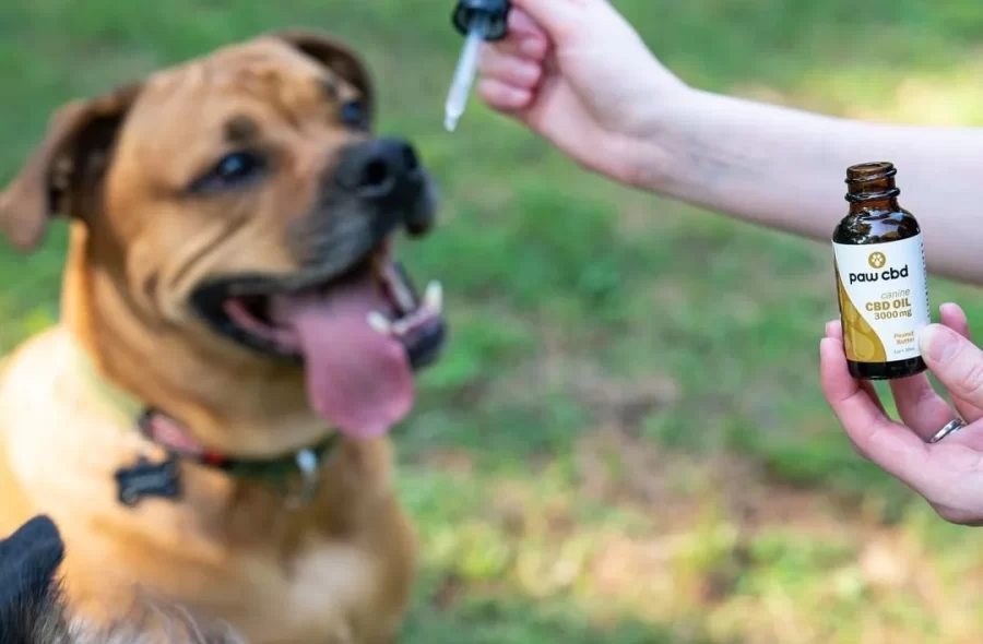 CBD Oil: A Natural Remedy for Canine Anxiety and Pain